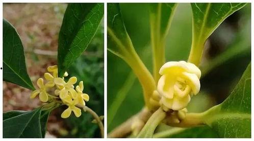 娱乐吃瓜酱桂花树,桂花树下那些不为人知的娱乐圈秘闻